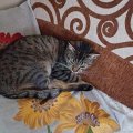 Image00005